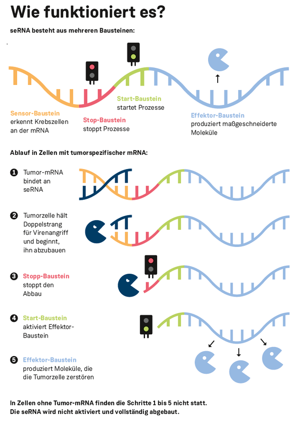 Wenn Krebszellen sich selbst vernichten