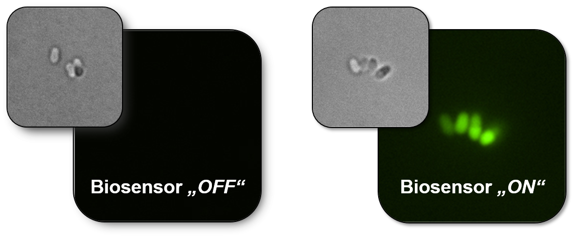 Das Bild zeigt Mikroskopaufnahmen, die den Biosensor in Aktion zeigen.