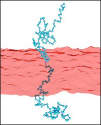 polymer_membrane_200px_jpg.jpg