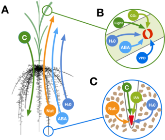 Functional structural modelling of crop systems
