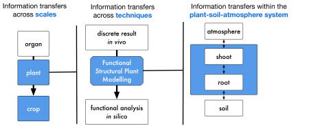 Functional structural modelling of crop systems