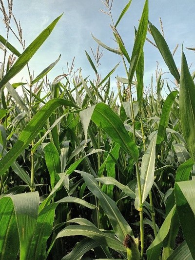 Funktionelle Schalter im Mais-Genom identifiziert: Neue Methode kartiert regulatorische DNA zur Erklärung der Vererbbarkeit komplexer Merkmale