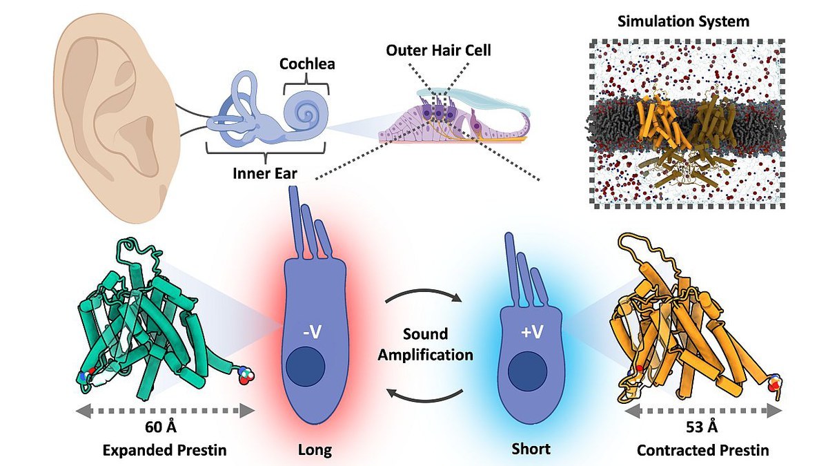 Computational Neurophysiology (Jan-Philipp Machtens)