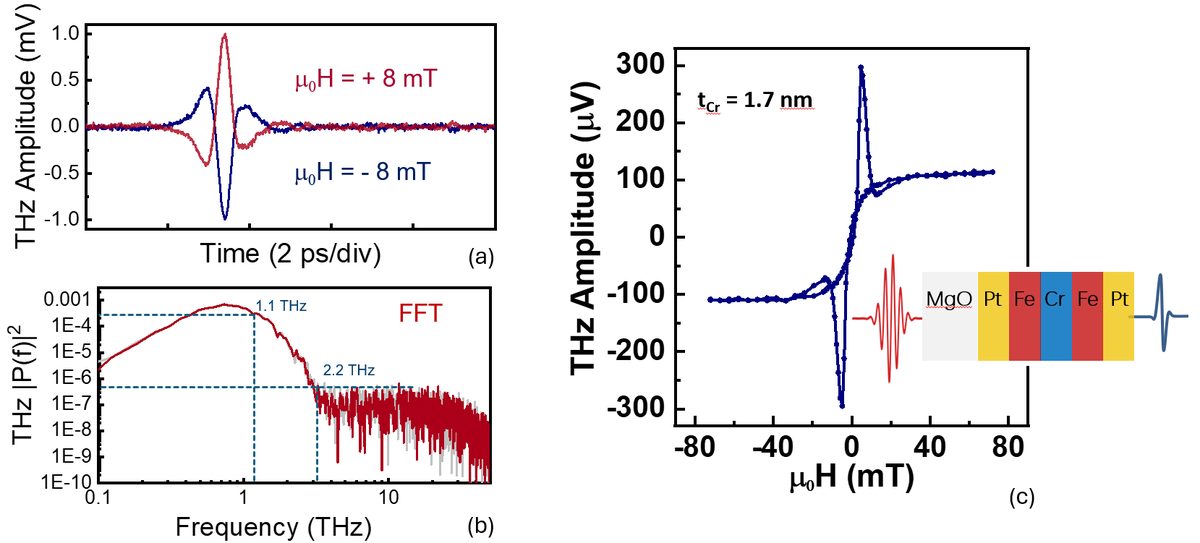 Abbildung (a): THz-Transienten, erzeugt durch den spintronischen THz-Emitter mit austauschgekoppelten FM-Schichten (Fe) für zwei parallel zur Emitteroberfläche angelegte Magnetfelder µ0H = ±8 mT. (b) Leistungsspektren der in (a) gezeigten Transienten für Magnetfelder µ0H = +8 mT (rot) und µ0H = -8 mT (grau). (c) Variation der maximalen THz-Spitzenamplitude, erzeugt durch ein spintronisches MgO//Fe/Pt/Cr/FePt-Emitterpaar für tCr = 1,7 nm. Die angezeigte Kurve zeigt eine bis zu 300 %ige THz-Signalverstärkung bei Magnetfeldern nahe µ0H = ±8 mT aufgrund der antiparallelen Ausrichtung der Magnetisierung in den beiden Fe-Schichten bei diesem Feld im Vergleich zur parallelen Ausrichtung bei einer Sättigung. Der Einschub in (c) zeigt das Schema des THz-Emitterpaars mit dem einfallenden Laserpuls (rote Wellenform) und dem erzeugten THz-Strahl (blaue Wellenform).