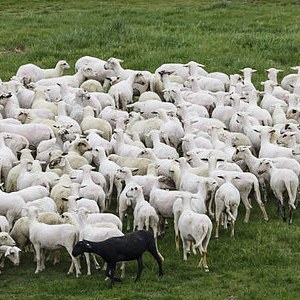 Predatory Publishers