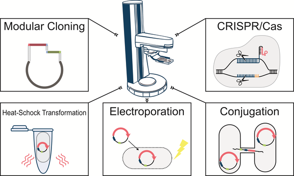 Automated strain construction