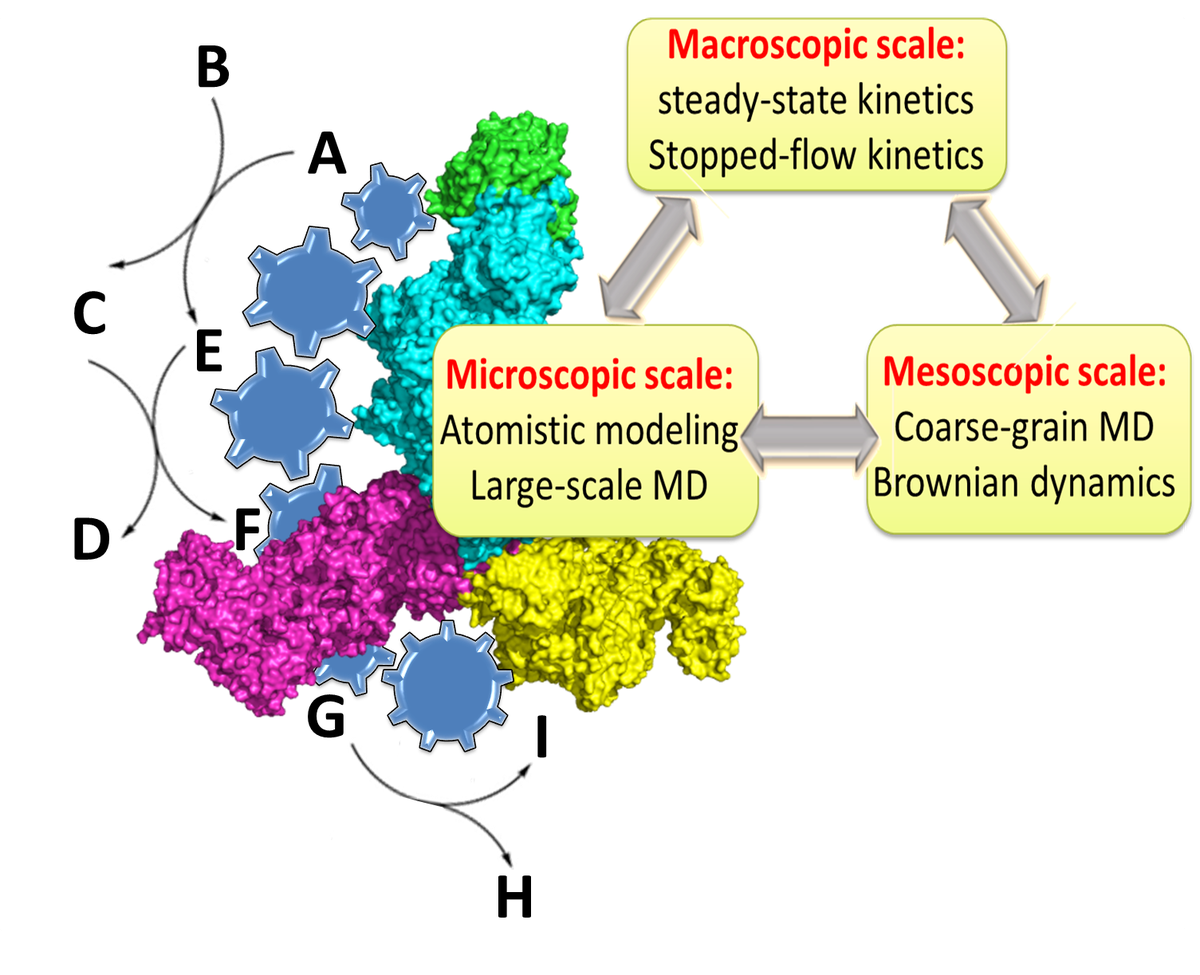 Multi-enzymatic cascade