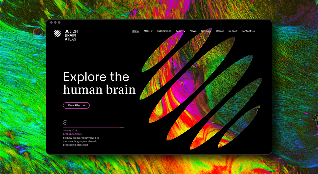 New website launched presenting the Julich Brain Atlas