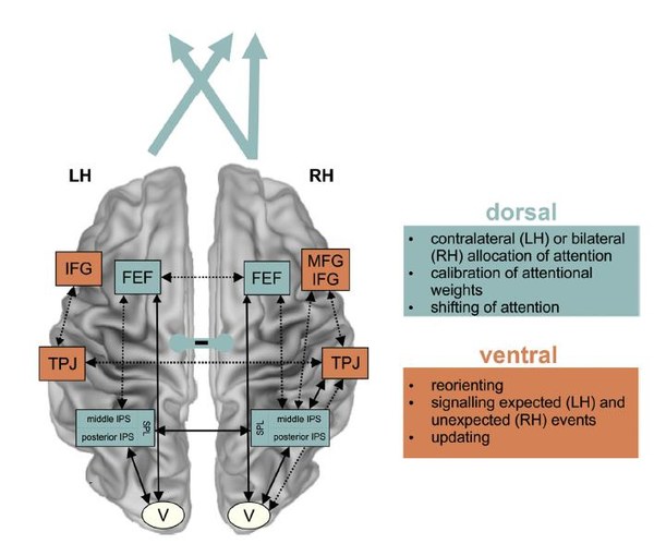 Attention and Prediction