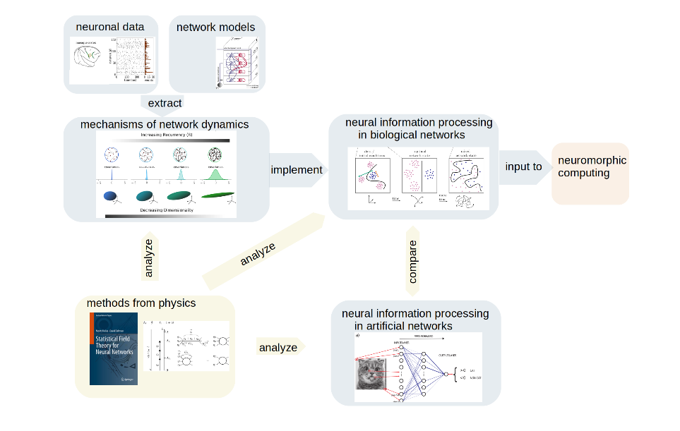 Theory of Multi-scale Neuronal Networks group