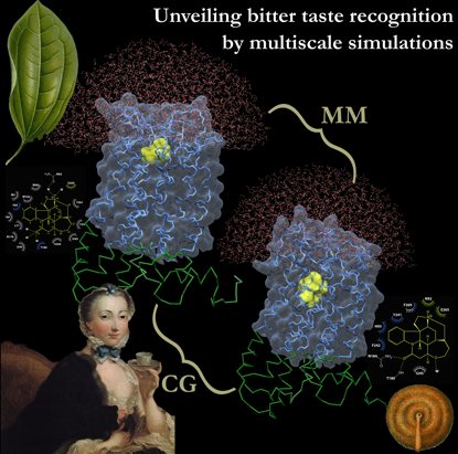 Bitter taste receptors
