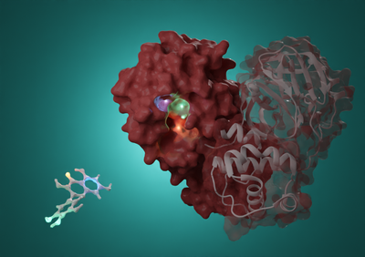 SARS-CoV-2 and other viruses