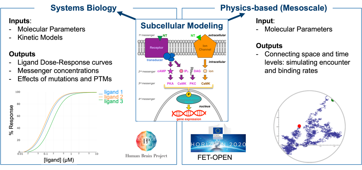 Signal cascade modeling