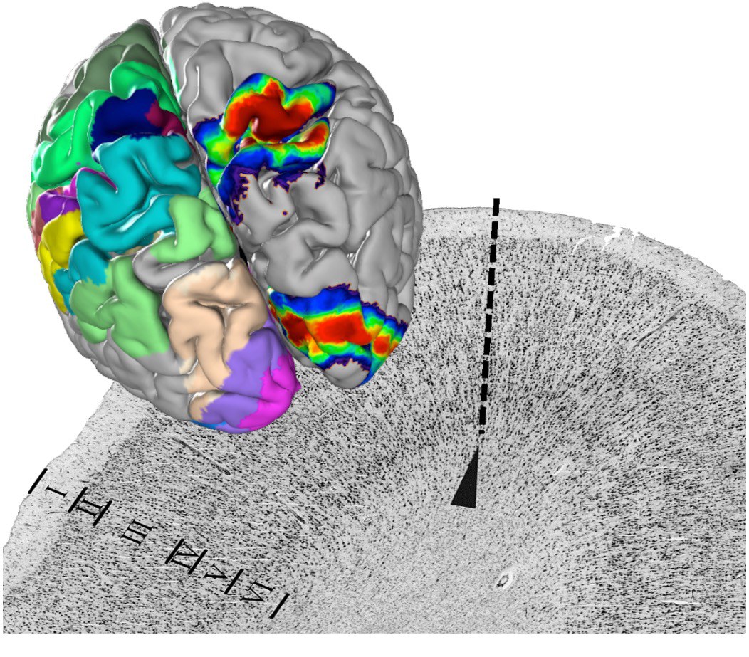 Der Julich-Brain Atlas erfasst die Grenzen zwischen Hirnarealen und bringt sie als Karte in den Atlas. Die Variabilität zwischen den verschiedenen Gehirnen kann zudem durch Wahrscheinlichkeitskarten der Lage einzelner Regionen angezeigt werden.